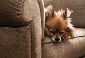 ���, ϸ�, ������