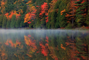туман, лес, река, отражение, Природа, осень