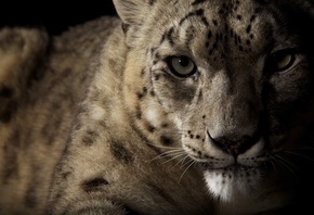 �����, ������, ����� �����, ������� ����, �����