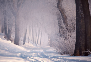 ����, ���, ������, ����