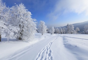 снег, зима, иней, деревья