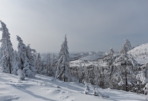 �����������, �������, ����