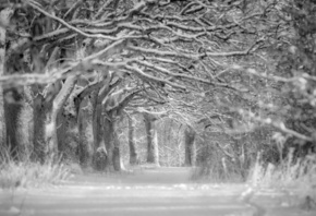 ����, ����, �������