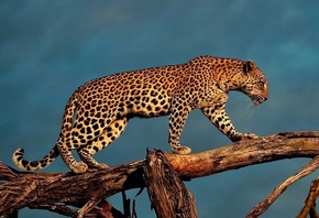 ����, ���, ���, �����, ������, �������