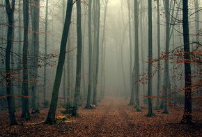 Foggy, wood, ������, �������, �����, ���, �����, �����