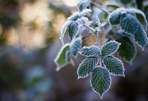 �����, ����, ����