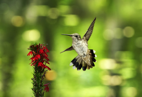 �����, ���, �����, �������, ����, ������