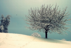 ������, ����, �����