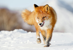 лиса, лисичка, зима, снег, охота, vipdelux