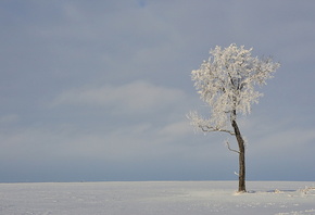 ������, ����, ����