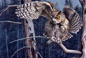 �����, ���, Guy coheleach, �����, ����, ������, ���