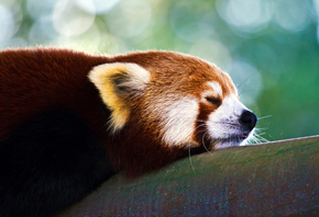 firefox, �����, �����, �������