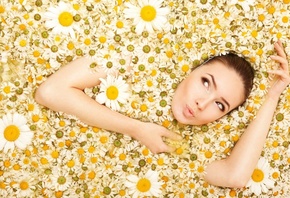 �����, ������, camomiles, �������, �������