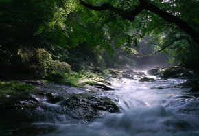 Природа, деревья, река, камни, поток