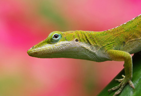 �������, ���, �������������