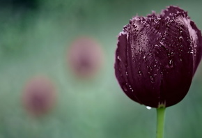 �������, �����, �������, �����