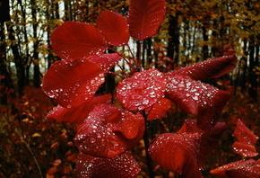 �����, ������, �����