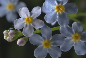 ���������, �����, �����, �����, ����, �������