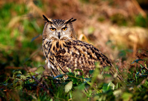 ����, ������, �����, �������