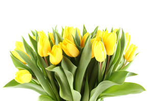 лепестки, hd, Цветы, листки, красивые, 8 март