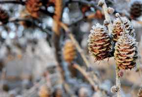 pinecones, , , nature, , winter, , , 