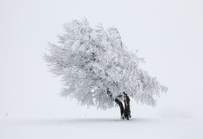 дерево, снег, зима, природа