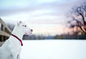 ����, pit bull, ������