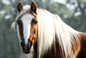 ����, �������, ���