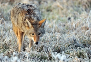 ����, coyote, �������