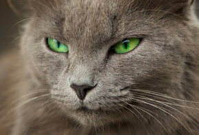 кошка, серая, зеленые глаза