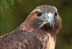 ������, �����, ������, bird, hawk, ������