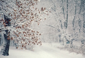 листья, деревья, снег, зима