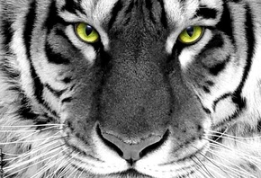 face, whlte tiger, green eyes, tiger, white, wijd