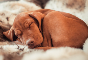 ���������� �����, ennio, ������