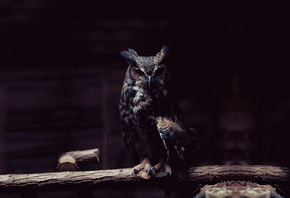 Owl, ��������, ����, �����