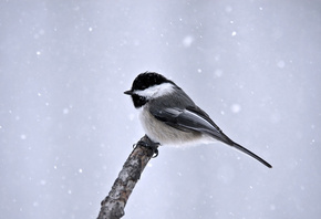 Птица, синица, зима, минимализм, снег, ветка