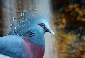 victoria crowned pigeon,  , bird