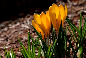 , , , , yellow, spring, petals, crocuses