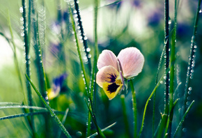Трава, роса, цветок, капли, анютины глазки