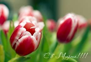 цветы, дорогих, тюльпаны, всех, 8 марта