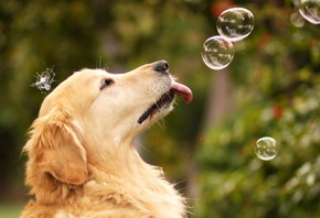 Собака, пузыри, играет
