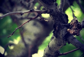 ������, �����, )