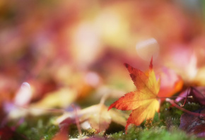 осень, Листик, боке, размытость, мох, листья