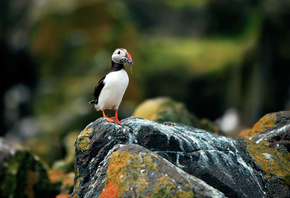  , , fratercula arctica, , puffin