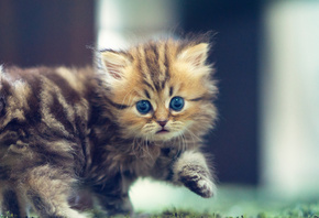 Котенок, маленький, пушистый, глаза, голубые, взгляд