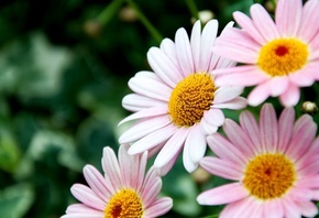 �����, �������