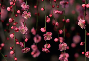 сакура, розовый, цветы