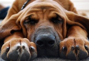 �����, ����, ���, ������, ����