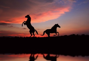 , view, great, picture, , Silhouette, , horses, sunset