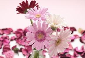 , , , gerbera, , , 